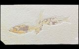 Multiple Knightia Fossil Fish Plate - x #42457-1